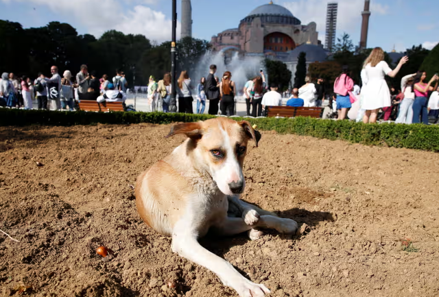 Erdoğan’s plan to cull Turkey’s street dogs will destroy far more than just animals