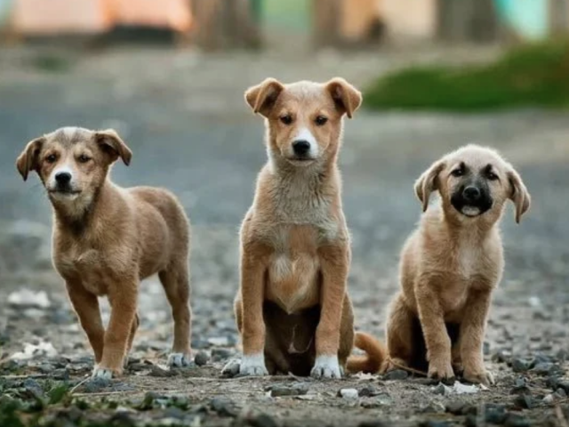Parliamentary committee approves stray dog legislation